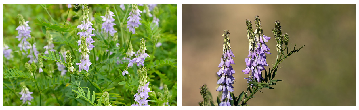 Two images of purple Goat's Rue flowers accompanied by green stems.