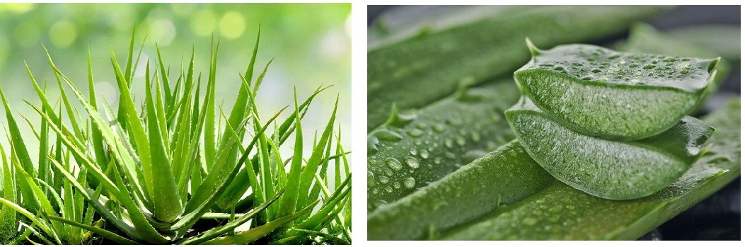 alt textClose-up of a vibrant green aloe vera plant with spiky leaves on the left. On the right, sliced aloe leaves with visible gel and water droplets.