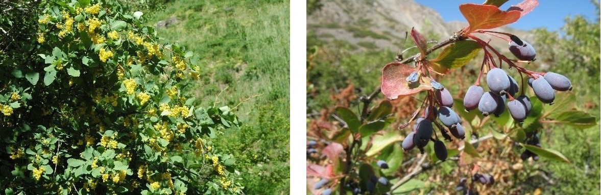 On the left, a lush black barberry shrub with clusters of small, bright yellow flowers. On the right, a branch bearing clusters of small, dark bluish-purple berries and colorful leaves